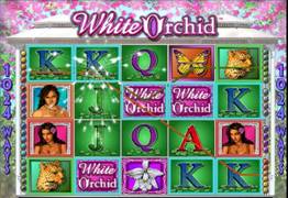The White Orchid Slot Screenshot